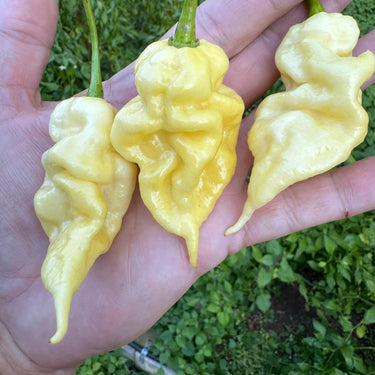 White Knight - Seeds - The Pepper Pantry (Formerly Marie Sharp's)